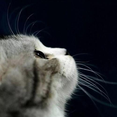 娱乐吃瓜君猫带体检