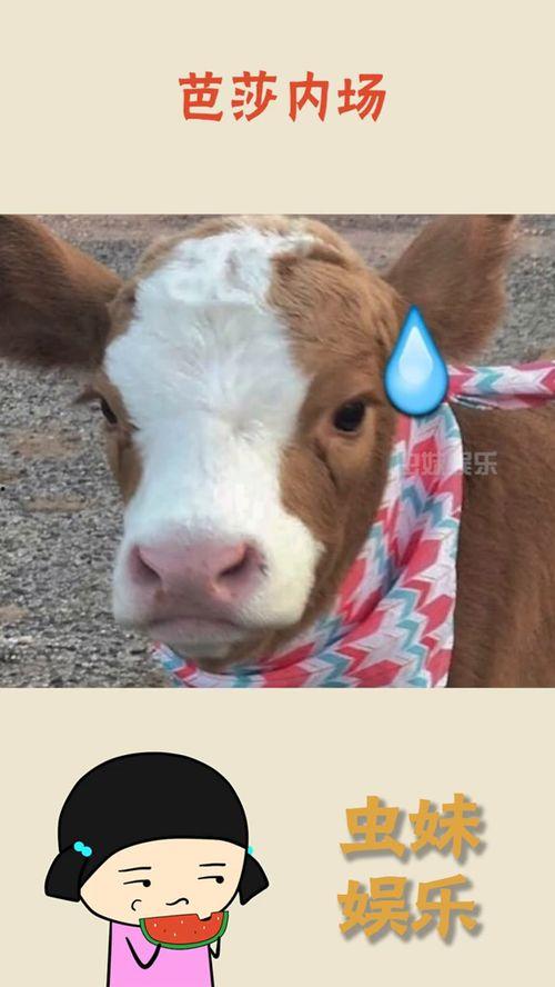 娱乐吃瓜酱内向的小猫