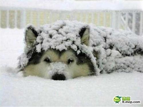 吃瓜网每日大赛困困狗